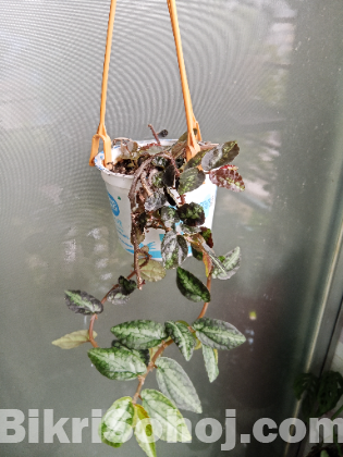 Indoor plants